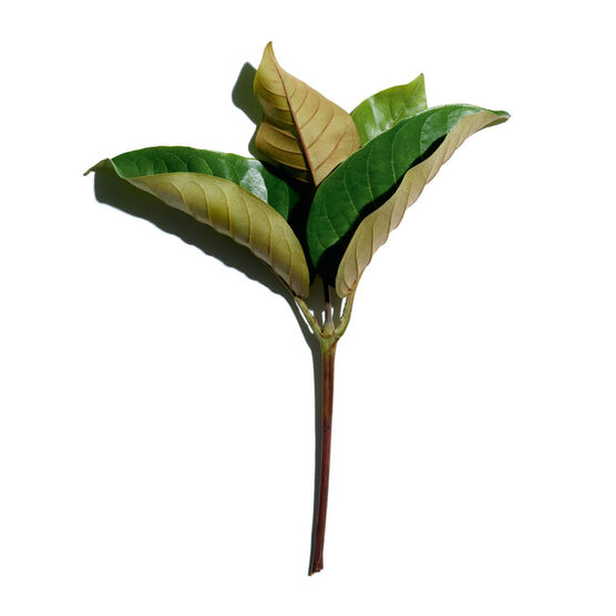 CLARINS    SUPER RESTOR. SERU 30ML